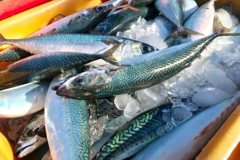 金級 海洋之心生態標章 的鯖魚就在新北市貢寮澳底漁港 引新聞