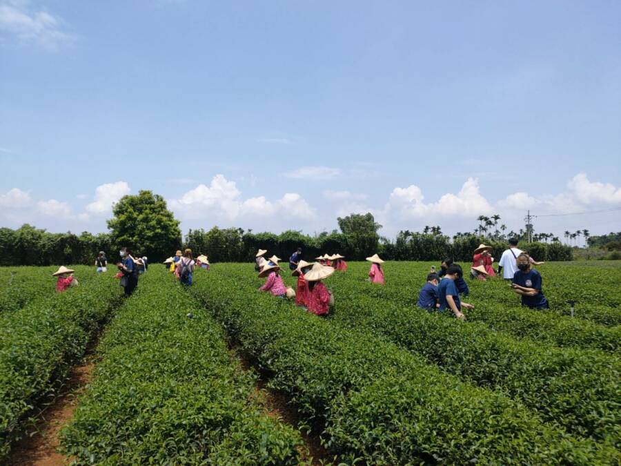 茶之魔手茶園體驗營復辦　60位師生化身採茶姑娘體驗傳統製茶 - 台北郵報 | The Taipei Post