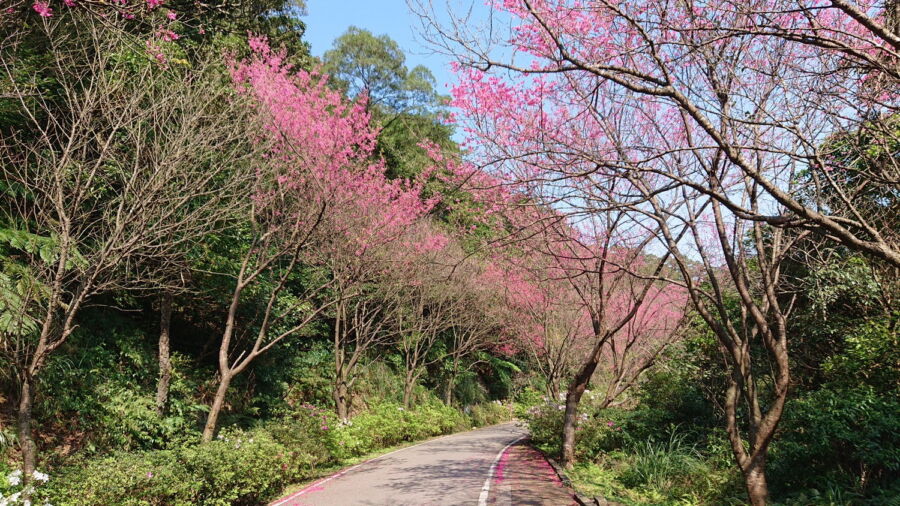 圖／「三芝區青山路沿路兩側種植山櫻花與八重櫻，到處嫣紅奼紫，別有一番風味。（圖／新北市景觀處提供）