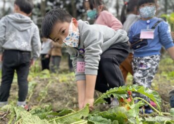三峽農會揪童體驗「拔蘿蔔」推廣食農教育
