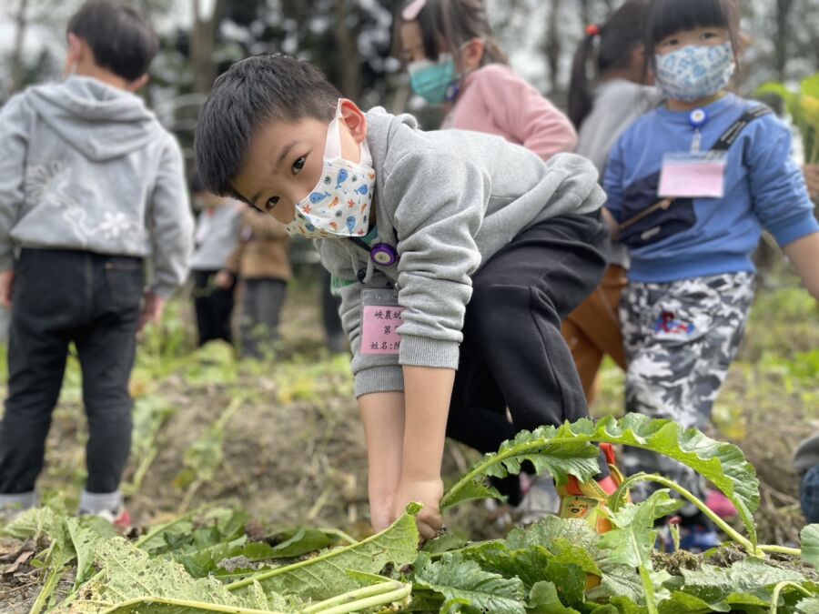三峽農會揪童體驗「拔蘿蔔」推廣食農教育
