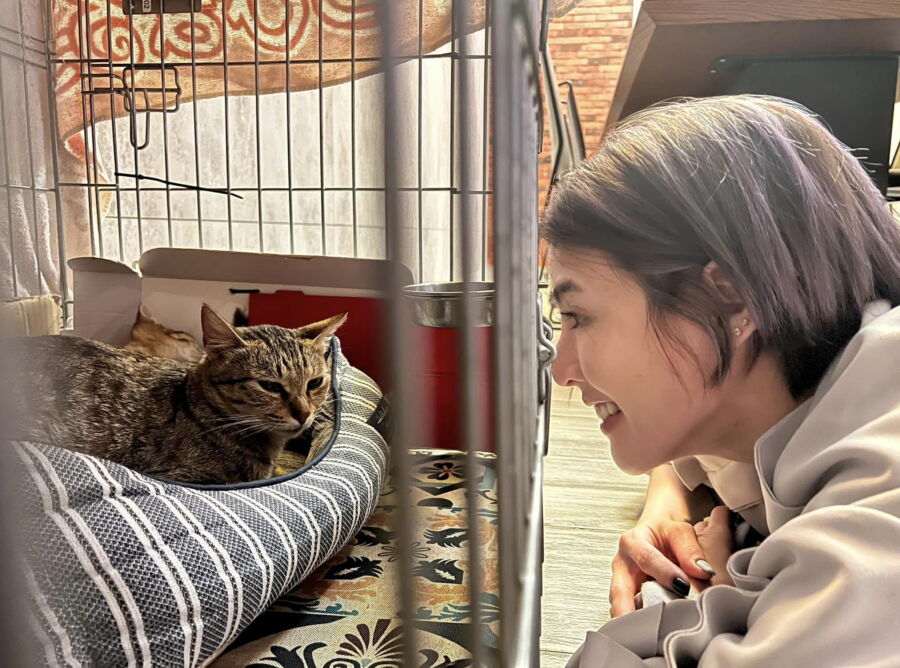 圖／藝人徐小可去年於新北市政府動物保護防疫處中和動物之家認養一隻幼貓。（圖／新北市動保處提供）