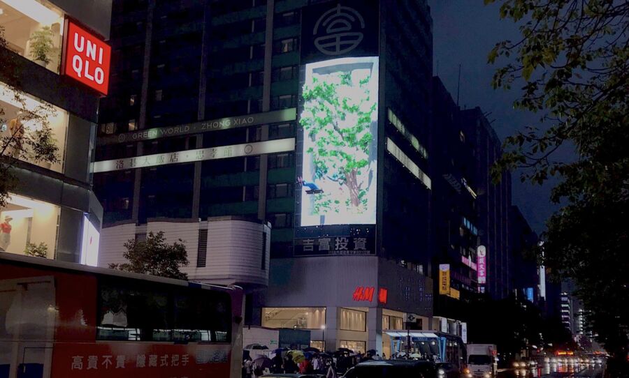 台北街頭出現全世界最大、最美的桐花樹！吸引民眾搶拍