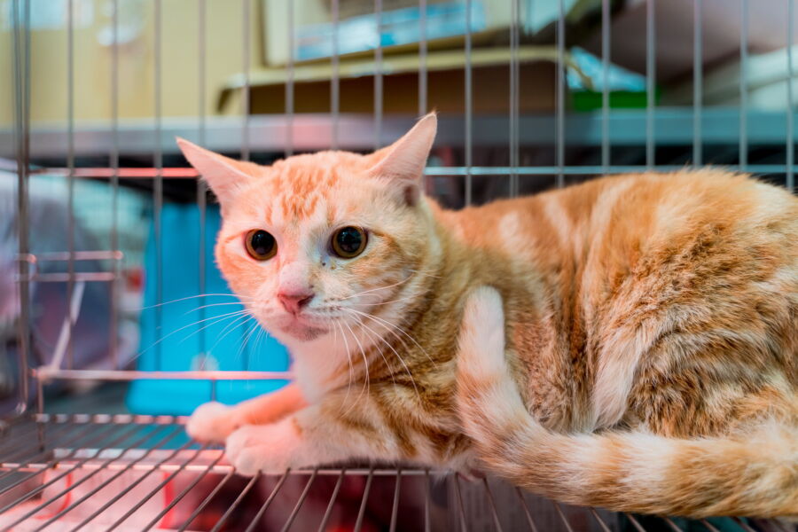 圖／為了防範貓愛滋傳播，新北市動物之家將入所的貓隻分籠觀察照護。（圖／新北市政府動保處提供）