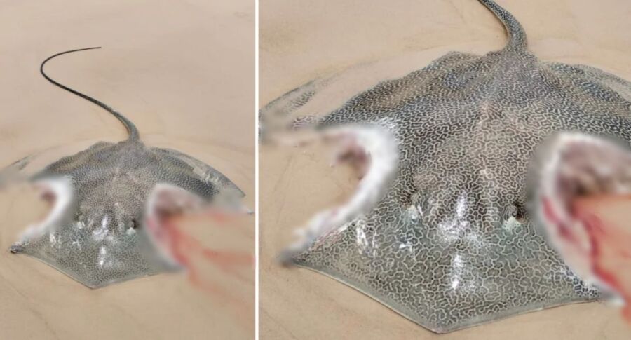澳洲海域現巨大魟魚遭「雙C咬痕」　驚悚照片曝