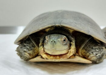 圖／柴棺龜頭頂圓滑呈橄欖色，透露出穩定堅毅眼神。（新北市政府動保處提供）