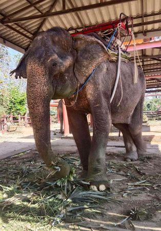 勞碌80年！泰國「大象奶奶」終獲救援　近況曝光
