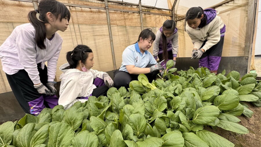 圖／林口青農林芷誼透過實際操作向學生介紹有機蔬菜種植過程。（新北市政府農業局提供）
