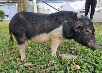 圖／經動保處為小豬注射晶片辦理認養手續後，由鄭小姐收養，讓流浪豬有一個溫暖的歸宿。（新北市政府動物保護防疫處提供）