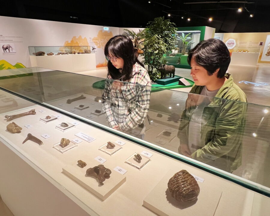 新北考古生活節臺日連線　跨越千里同步展出動物考古特展