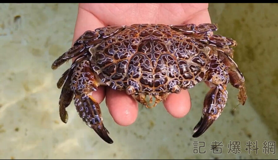 世界最毒2螃蟹現跡澎湖！毒素可讓5百名成年人致死