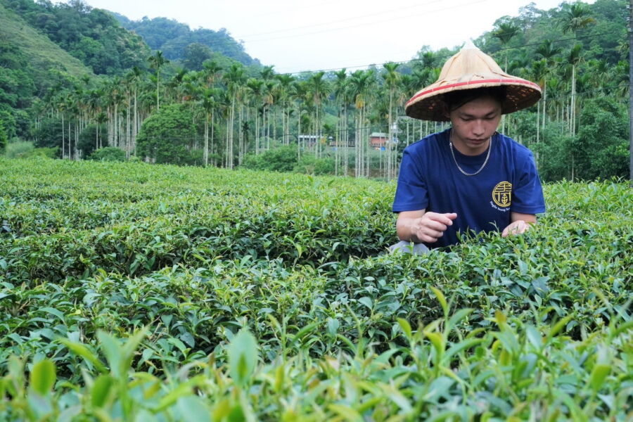 圖／拿下特等獎的蔡智霖，在茶園管理上施用有機肥，且在中午後好天氣採茶。（新北市政府農業局供）