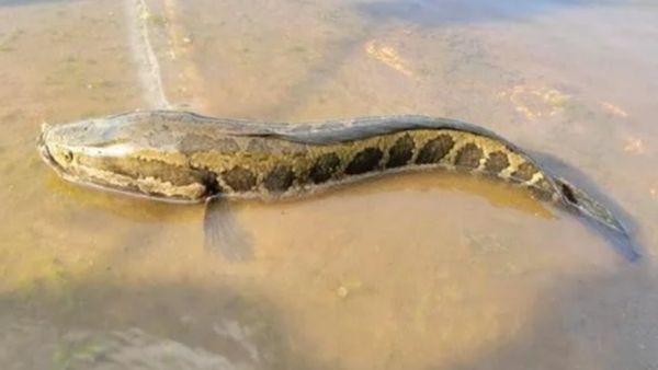離水不死的「蛇頭魚」入侵美國！當局警告：砍頭撲殺