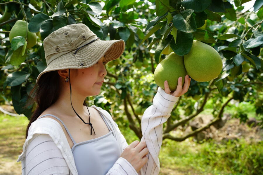 圖／八里區農會推文旦柚禮盒線上預購最殺優惠。（新北市政府農業局提供）