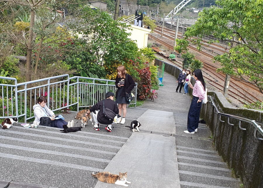 圖／猴硐車站旁的「猴硐貓村」，是新北市有名觀光景點之一。（新北市政府動保處提供）