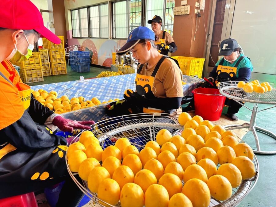 開柿大吉！番路鄉農會柿餅加工坊正式開工