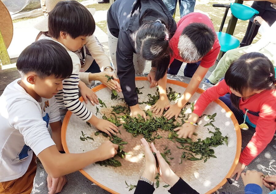 圖／「茶鄉走讀小旅行」由在地達人帶大家走訪老街、茶園，體驗當製茶師。（新北市立圖書館提供）