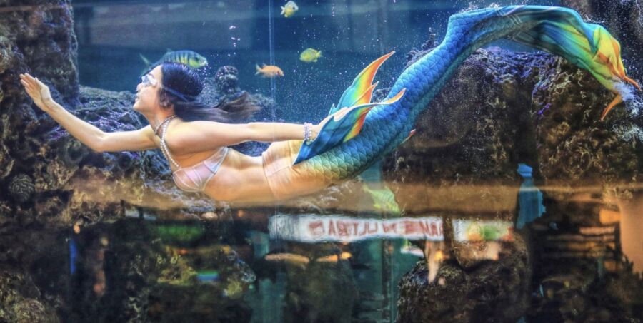 大葉高島屋30週年慶獨家獻映！人魚秀、味全龍助陣　特賣3折起吸客 - 早安台灣新聞 | Morning Taiwan News
