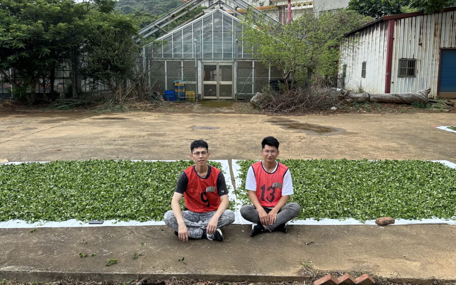 圖／坪林當地年輕的製茶師，開始嘗試將機械化的技術融入製茶過程，以提升製程效率與茶葉品質。（業者提供）