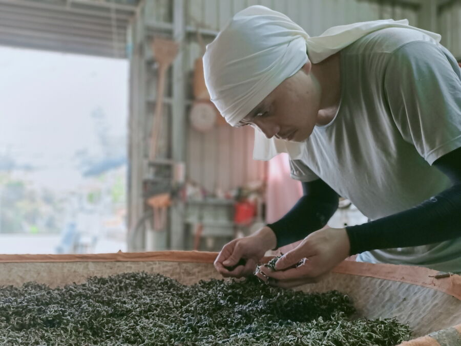 圖／製茶師張家齊認真對待每一葉茶芽.。（張家齊提供）
