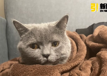 家貓植入晶片新規定！逾期未辦最高罰1.5萬