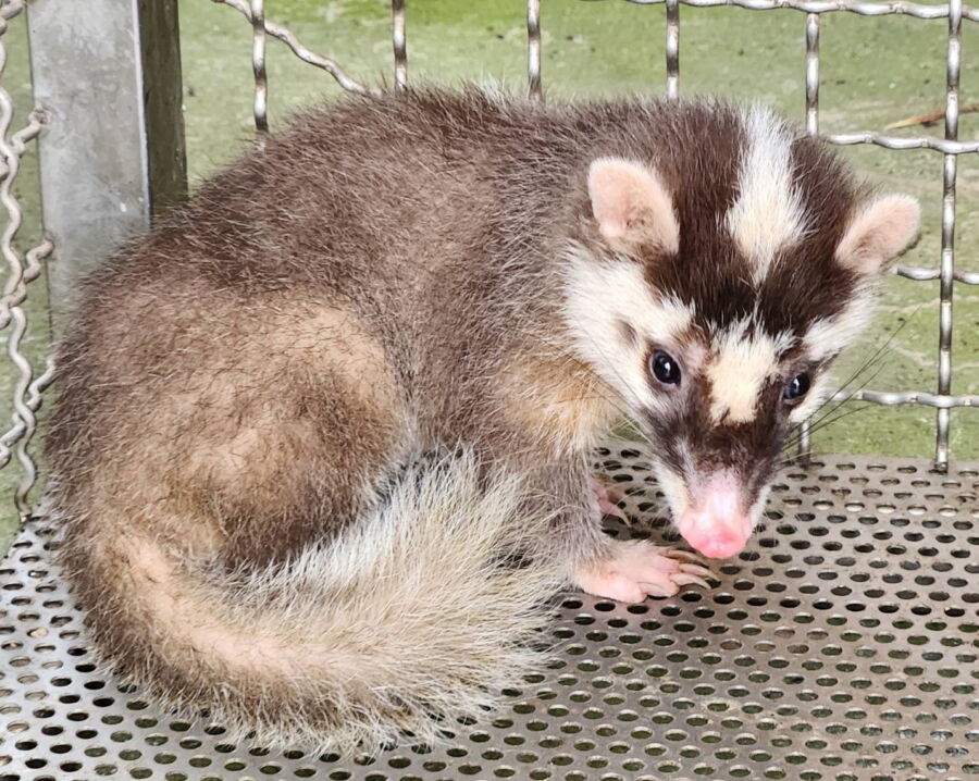 圖／鼬獾臉部近似白鼻心，經常遭到誤認。（新北市政府動保處提供）