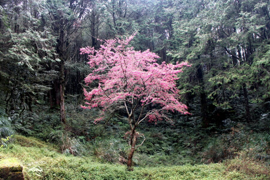 圖／阿里山巍然巨木林中突見嬌嫩櫻花。（豐趣科技提供）