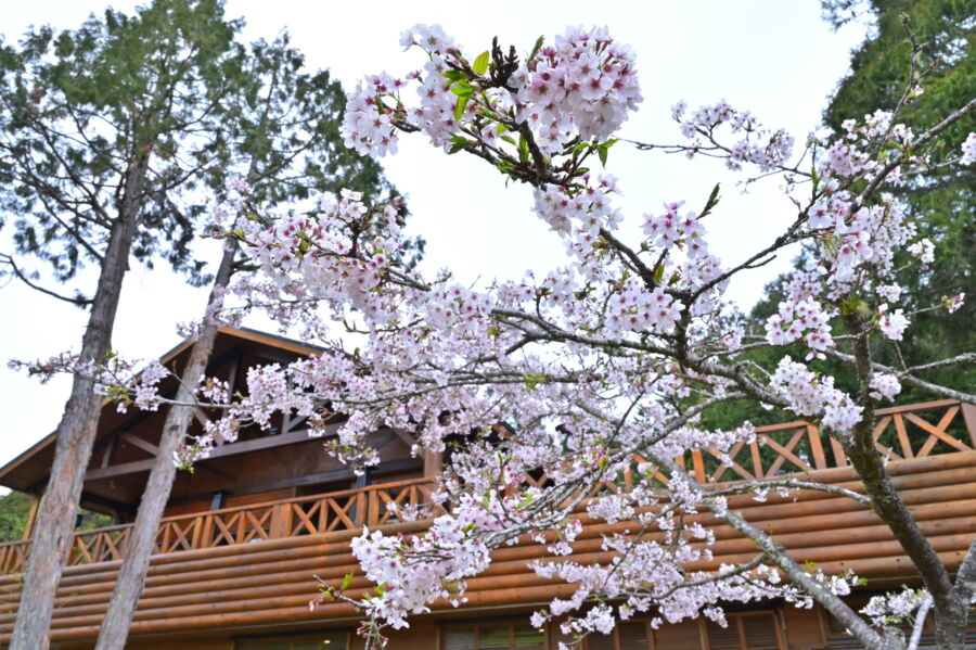 圖／春日絢爛阿里山櫻花，壯麗山景中綻放。（豐趣科技提供）