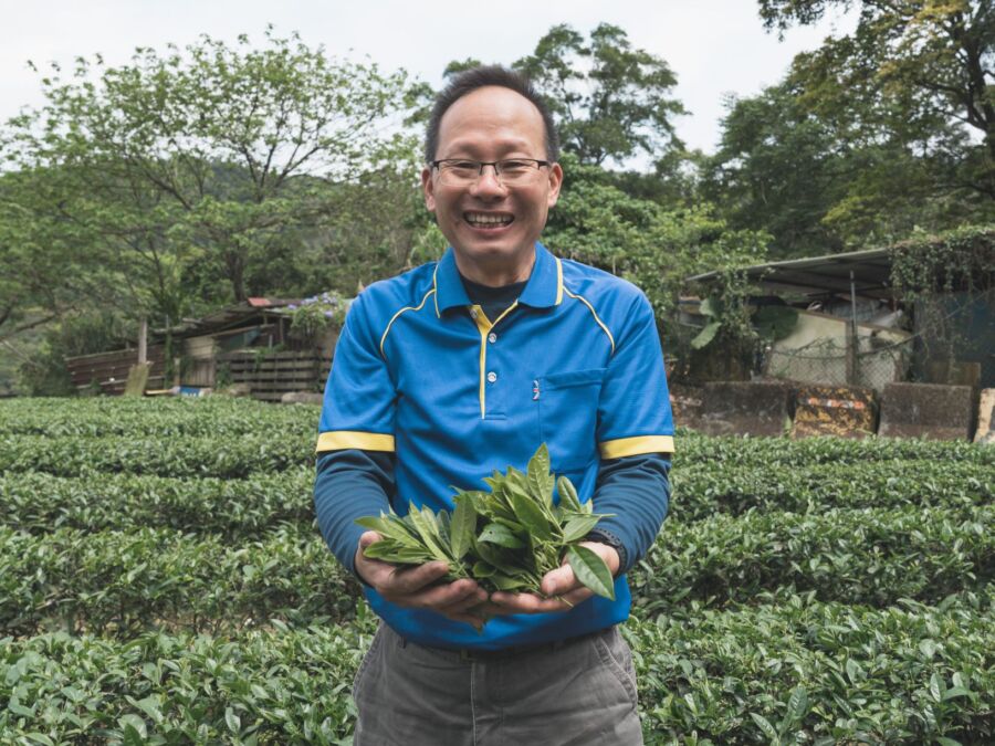 圖／黃土水日前參與石碇區農會辦理之冬季包種茶比賽，報名10點茶樣全數獲獎。（新北市農業局提供）