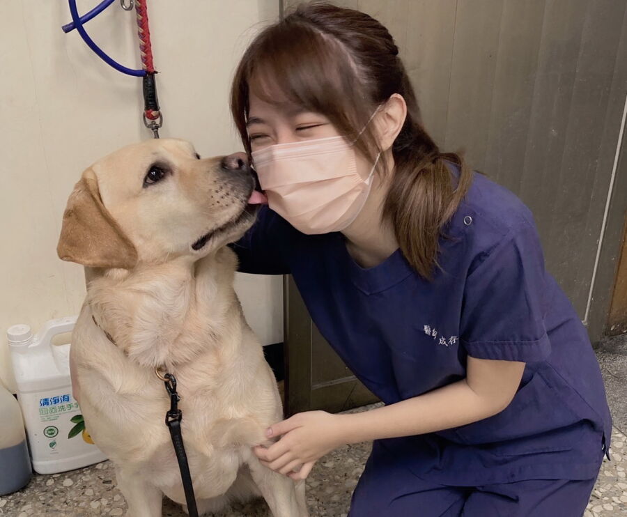圖／新北市政府動保處獸醫師為警犬健康檢查。（新北市政府動保處提供）