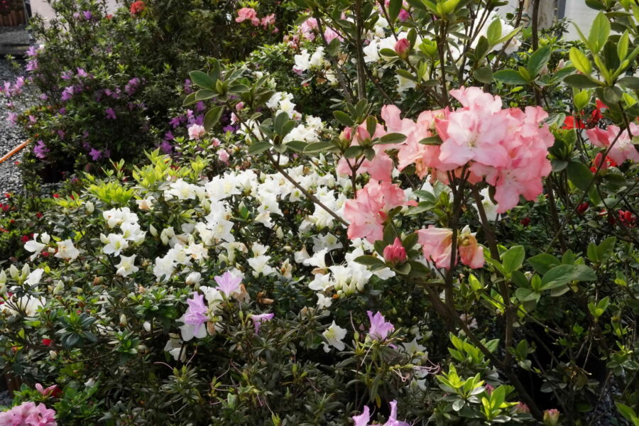 圖／萬金杜鵑花展即日起至3月30日，將於金山中山溫泉公園、萬里觀光公園及瑪鋉運動公園熱鬧開展。（新北市政府農業局提供）
