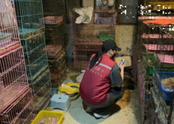 圖／嫌犯家仍飼養大量貓隻。（新北市政府動保處提供）