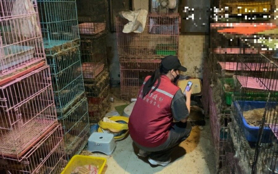 圖／嫌犯家仍飼養大量貓隻。（新北市政府動保處提供）