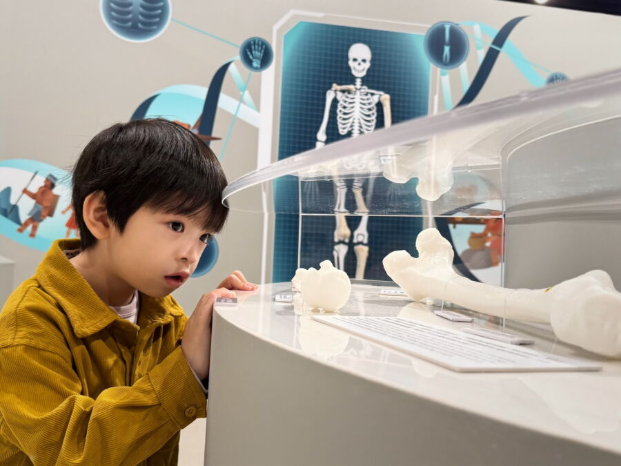 圖／十三行博物館「運動競化論—古代生活與現代競技特展」揭開史前人骨骼中的生存密碼。（十三行博物館提供）