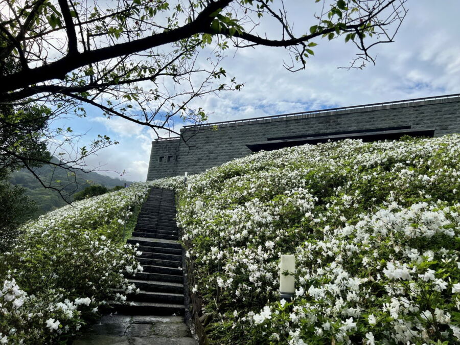 圖／法鼓山世界佛教教育園區首次開放園內祈願步道，近7,000株漫山雪白杜鵑花海綻放。（法鼓山世界佛教教育園區提供）