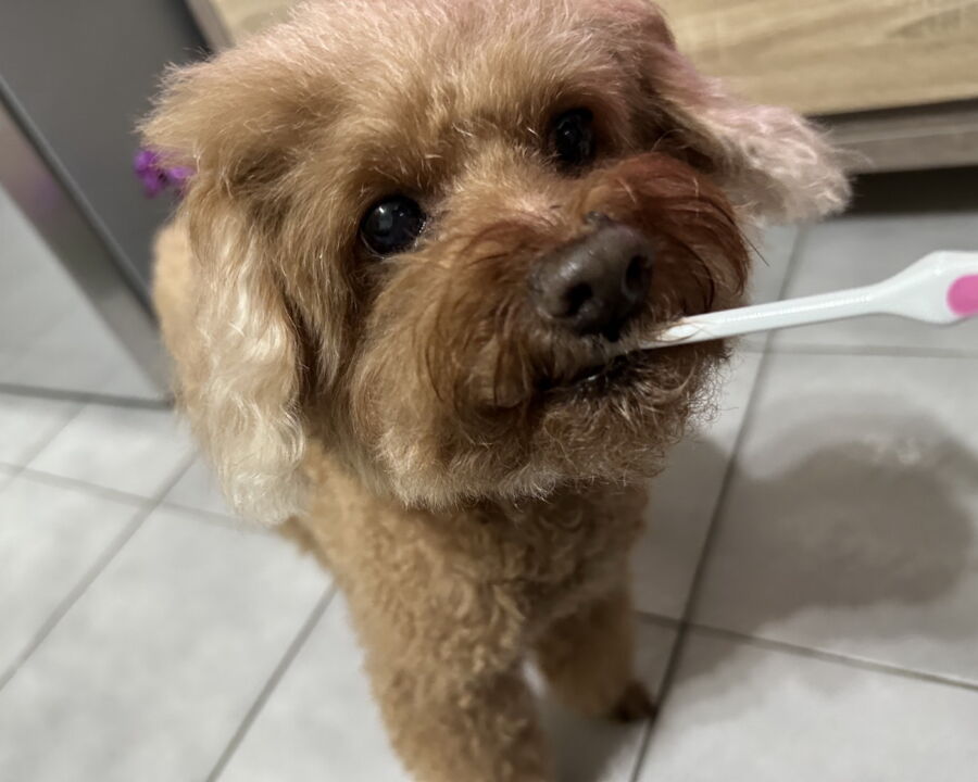 圖／飼主幫家中寵物刷牙。（新北市政府動保處提供）