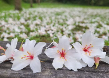 圖／2024新店二叭子植物園桐花美景。（新北市政府客家事務局提供）