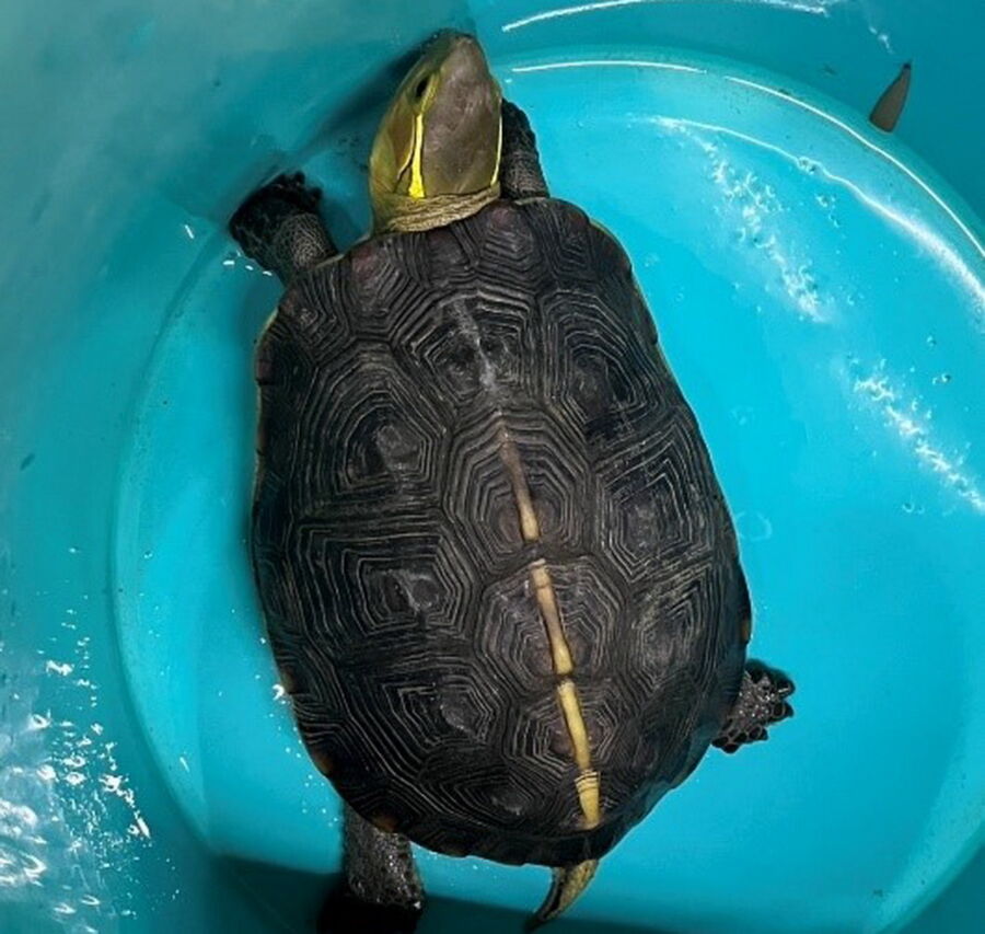 圖／頭部側邊的黃斑為食蛇龜的特徵。（新北市政府動保處提供）