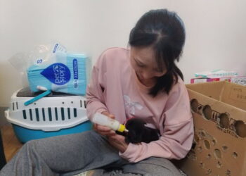 圖／田美惠照顧未離乳幼犬。（新北市動保處提供）