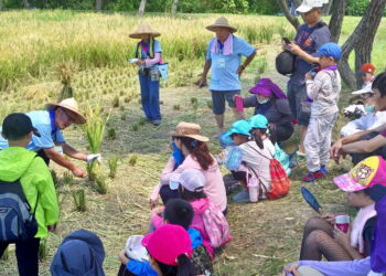 圖／濕地珍水志工割稻教學。（新北市政府高灘地工程管理處提供）
