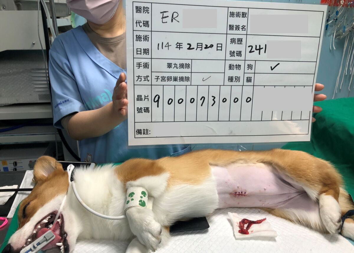 圖／飼主申請新北絕育補助之術後示範照片。（新北市政府動保處提供）
