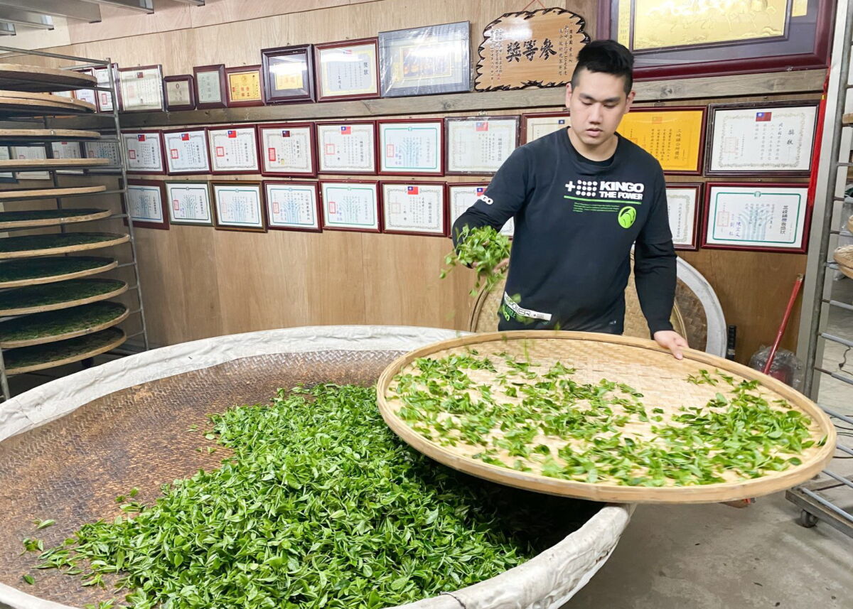圖／本屆雙北製茶技術競賽特等獎得主是87年次的周子耀，為三峽日盛茶行第八代傳人。（新北市政府農業局提供）
