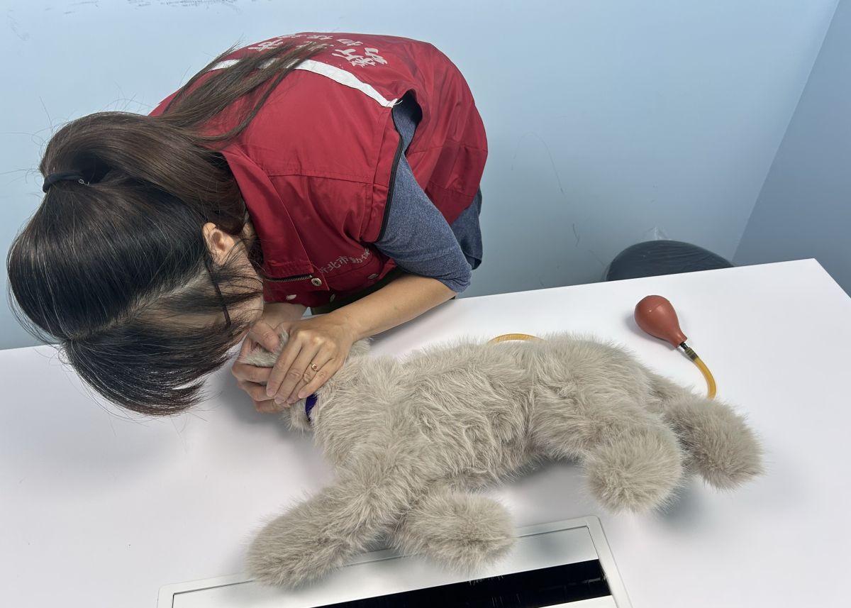 圖／動保處特別呼籲飼主學習「貓咪心肺復甦術（CPR）」。（新北市政府動保處提供）