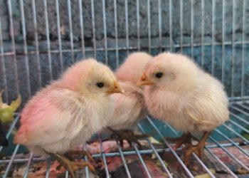 圖／小雞群流落至鄰近濕地公園樹叢棲息。（新北市政府動保處提供）