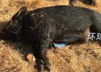 加州獵獲野豬「肉色亮藍」　專家急示警：毒物恐擴散