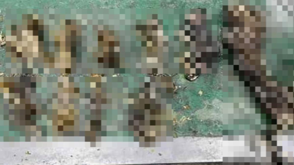 圖/警方與動保處人員共查獲12隻貓咪屍體。(TVBS 提供)