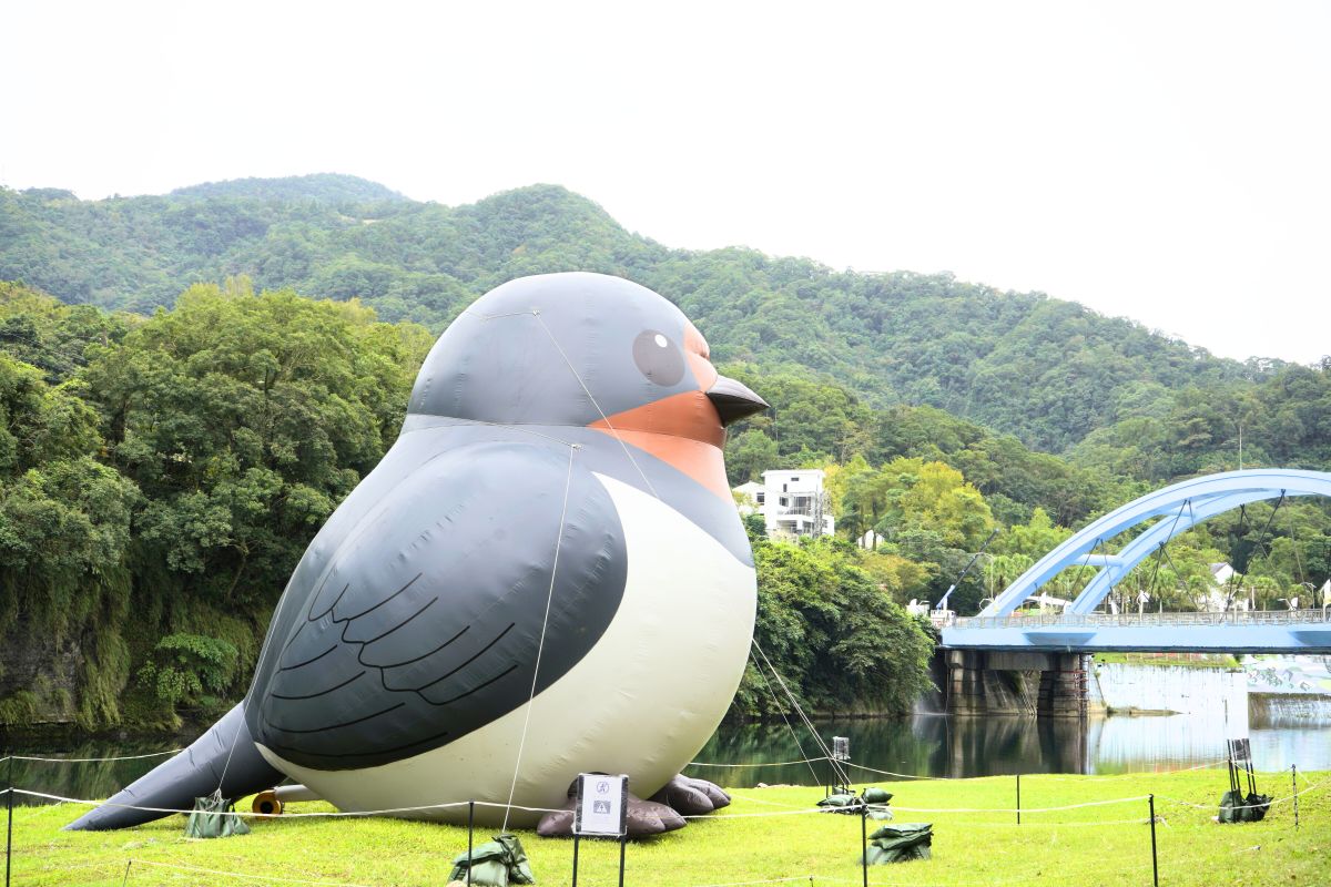 圖／北勢溪畔巨星家燕。（新北市坪林區公所 提供）