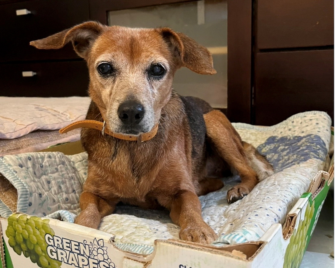 熟齡毛寶貝翻轉命運！新北加碼福利助成功幸福出所