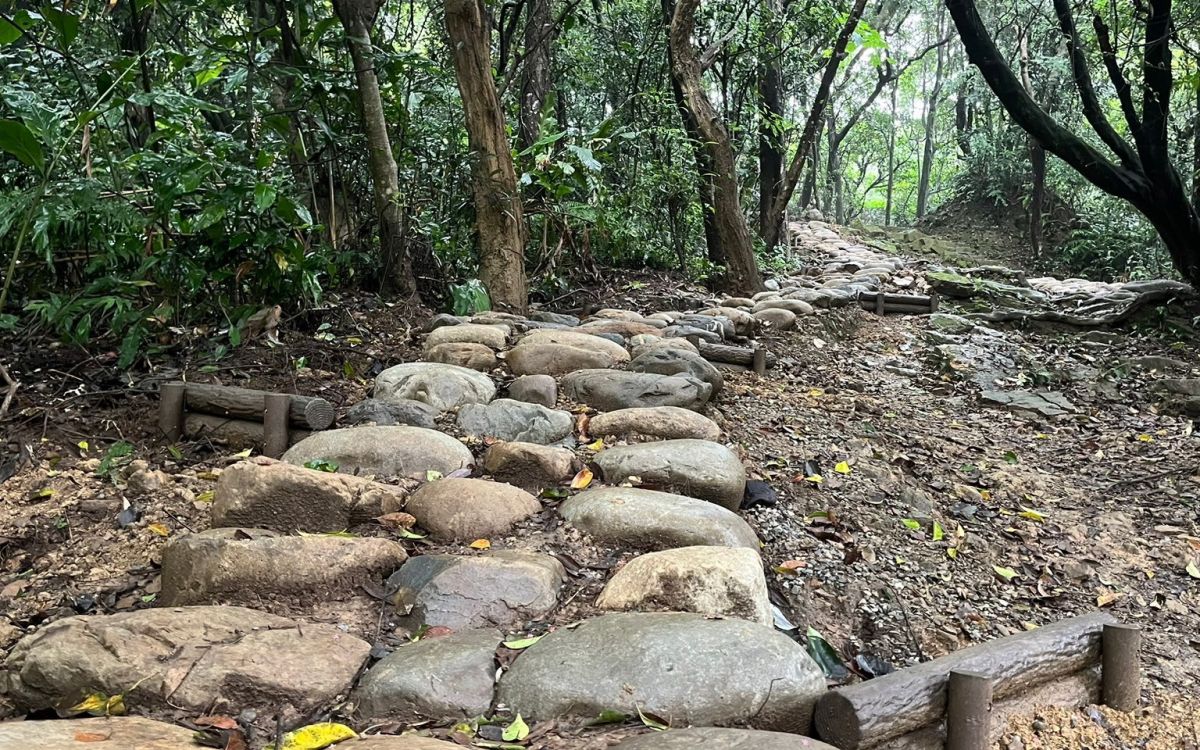 圖/大棟山步道以既有木樁結合石塊,保留自然原貌並維持良好排水,是體驗山林生態與健行。(新北市政府觀光旅遊局提供)