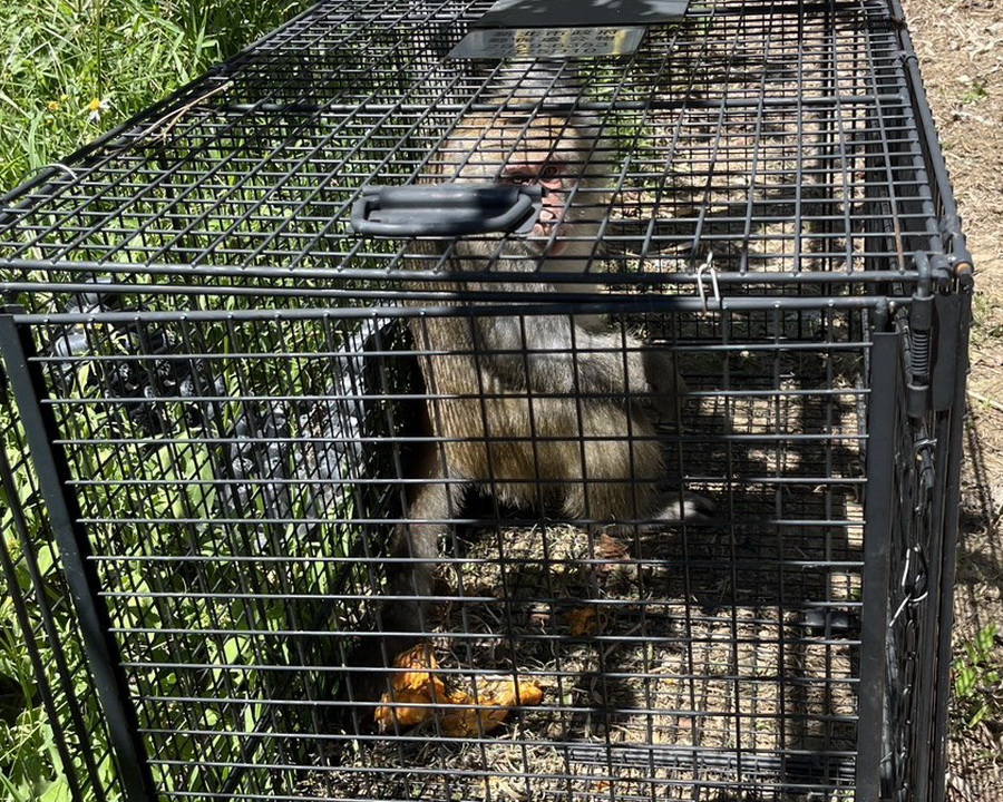 圖/破壞農地獼猴被誘捕籠捕捉。(新北市政府動保處提供)